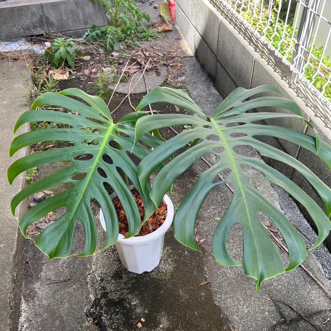 スケルトン】トップカット モンステラ - メルカリ