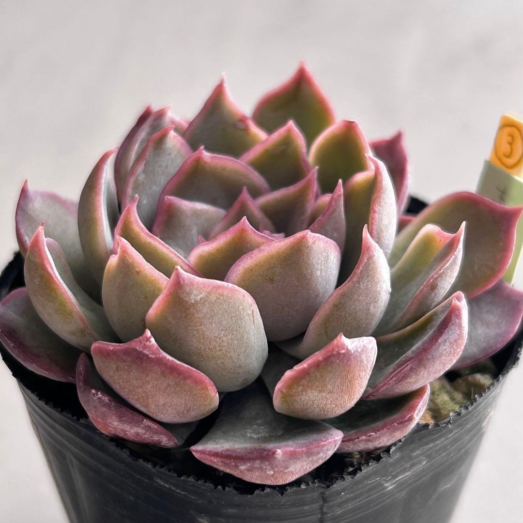 no. 570 毒りんご　抜き苗　札なし　多肉