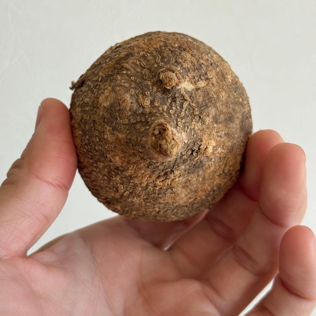 1.アデニア・オバタ 輸入直後ベアルート株　Adenia Ovata