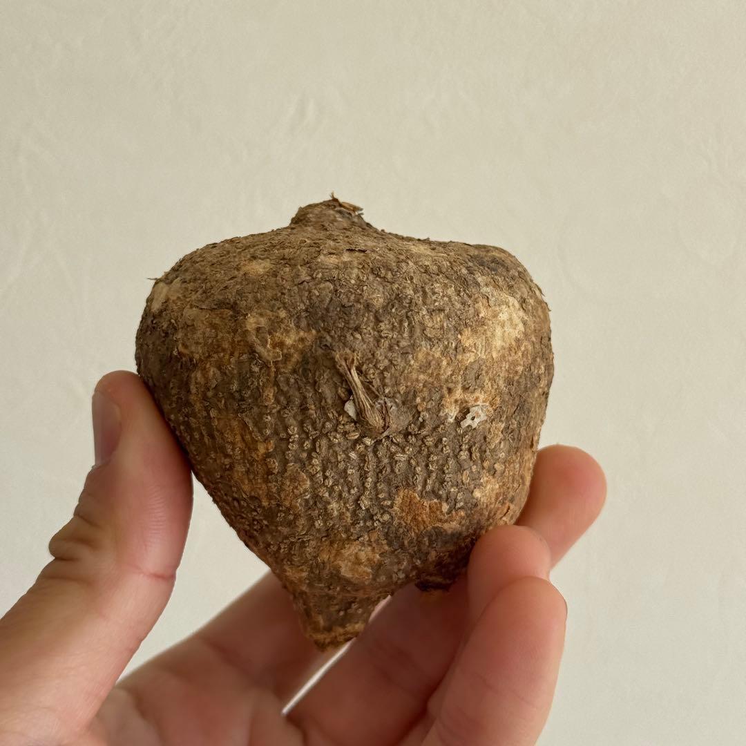 1.アデニア・オバタ 輸入直後ベアルート株　Adenia Ovata