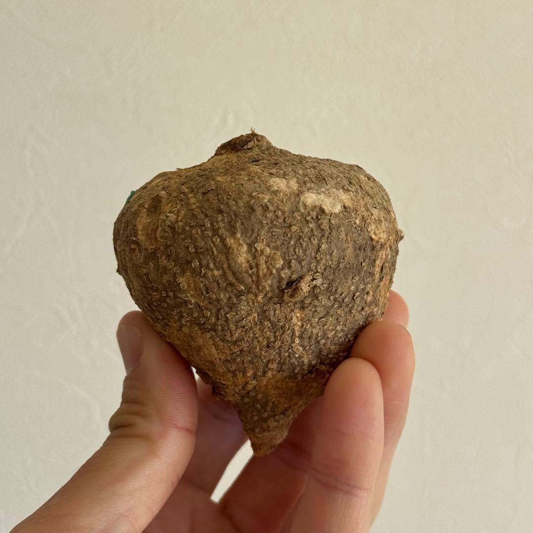 1.アデニア・オバタ 輸入直後ベアルート株　Adenia Ovata