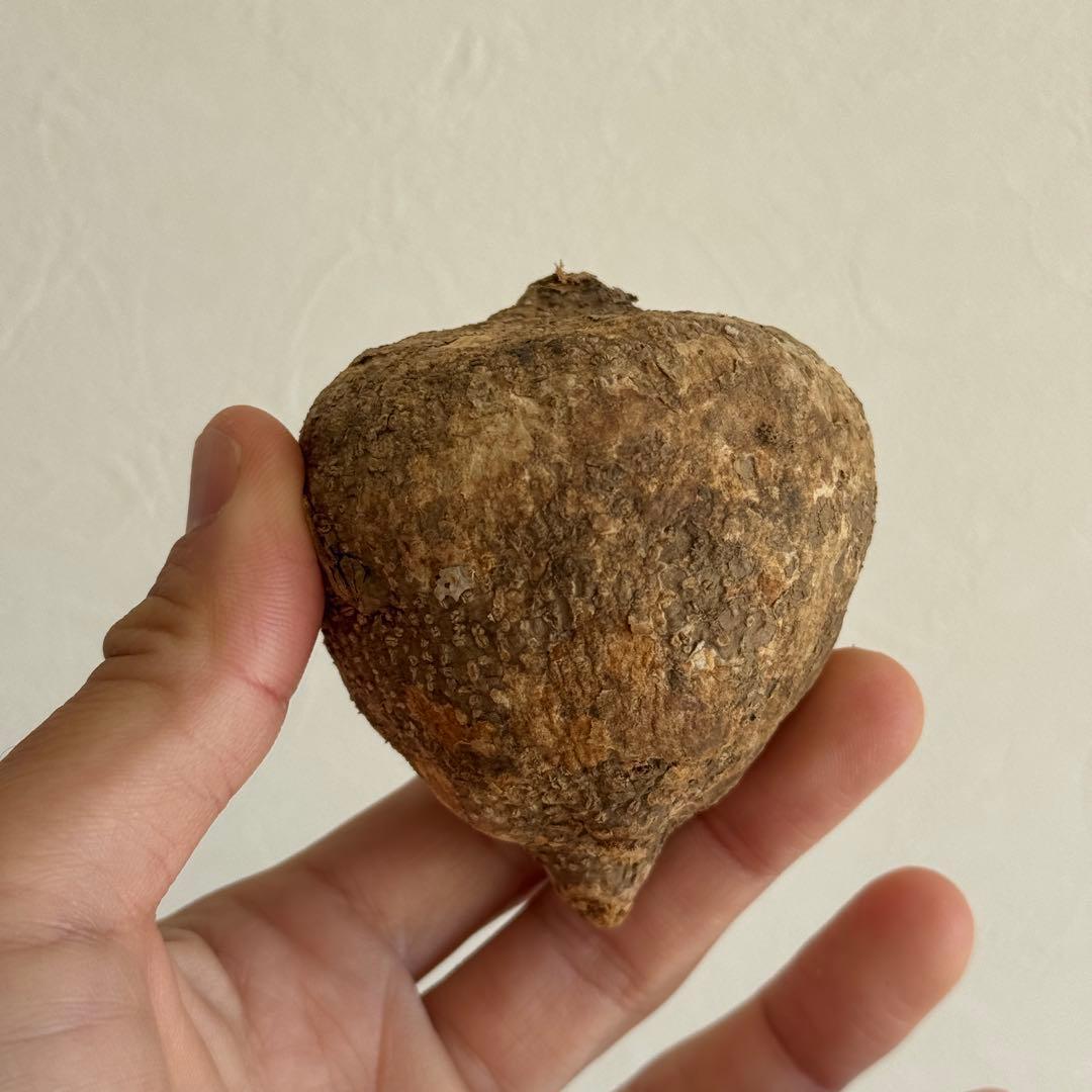 1.アデニア・オバタ 輸入直後ベアルート株　Adenia Ovata