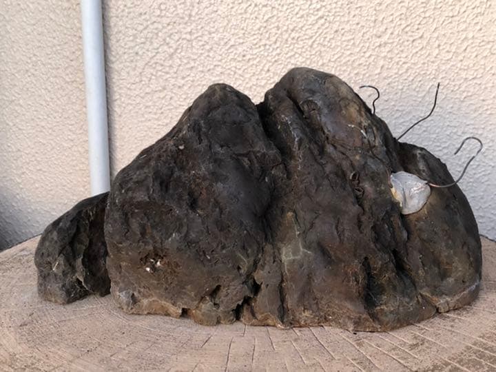 素晴らしい盆栽の石(石付きのおすすめです)