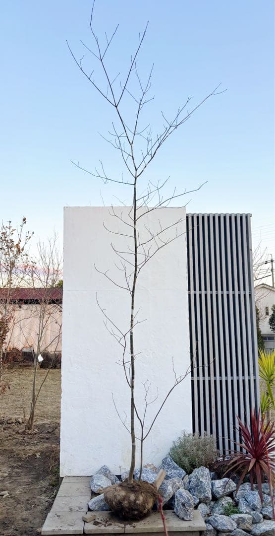 美斑紋。美形 山採りアオダモ3.6M(鉢底から)品番B