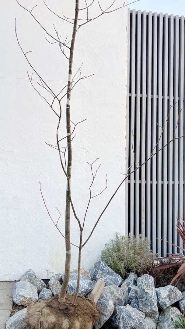 美斑紋。美形 山採りアオダモ3.6M(鉢底から)品番B