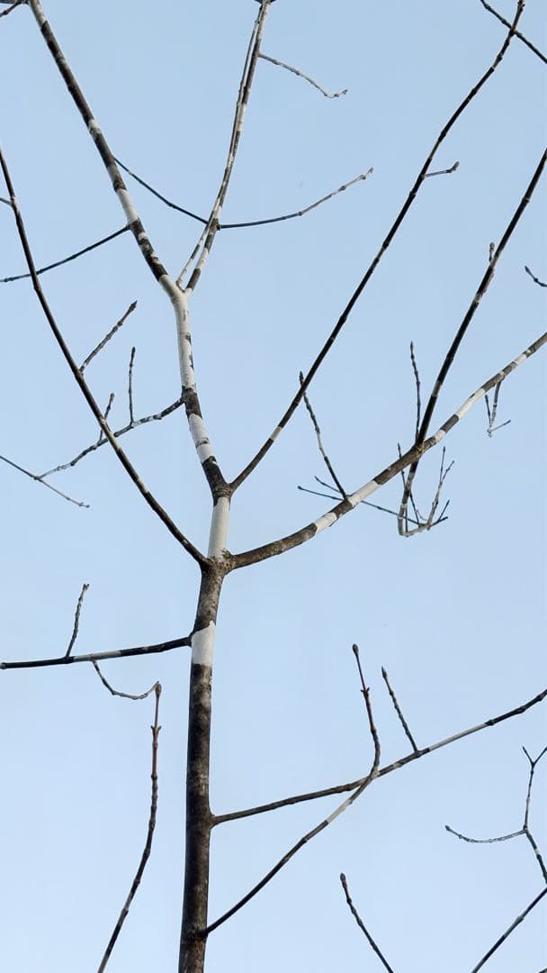 美斑紋。美形 山採りアオダモ3.6M(鉢底から)品番B