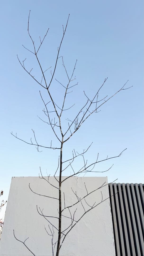 美斑紋。美形 山採りアオダモ3.6M(鉢底から)品番B