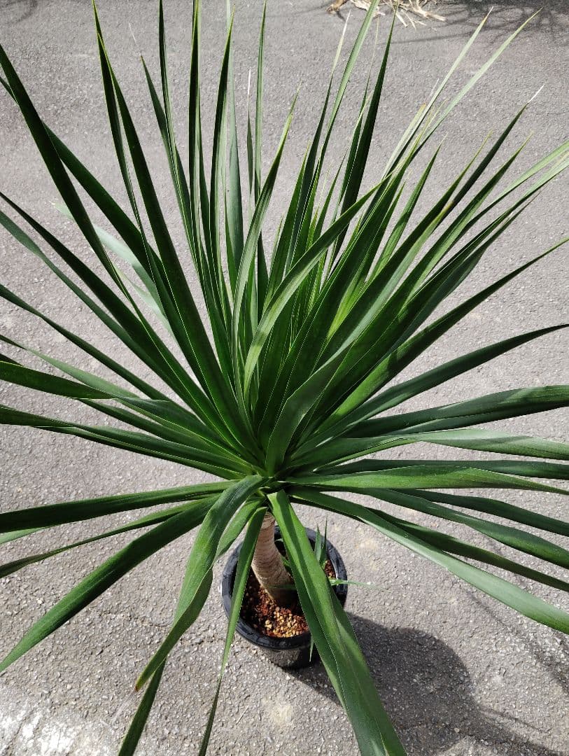 ドラセナ・カンボジアーナ