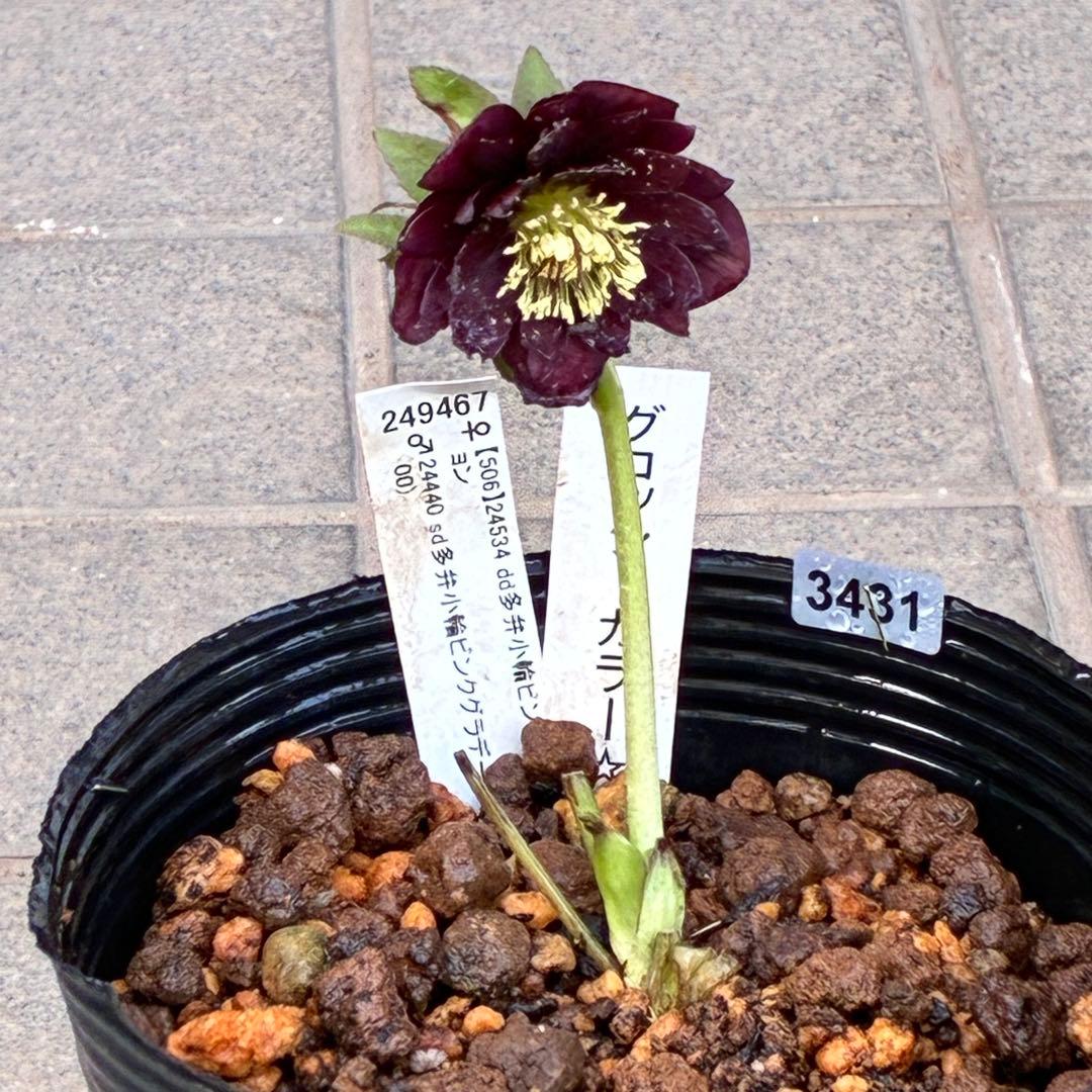 の*ん様 3431☘️花、タグ付☘️グロッシーカラー⭐️艶々⭐️艶ピコ⭐️艶セン