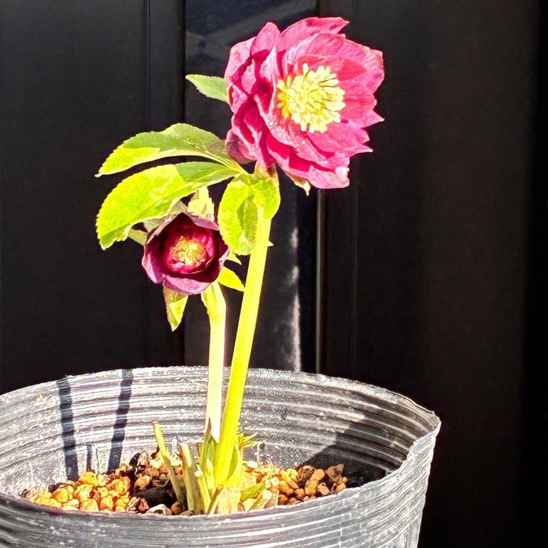 の*ん様 3431☘️花、タグ付☘️グロッシーカラー⭐️艶々⭐️艶ピコ⭐️艶セン