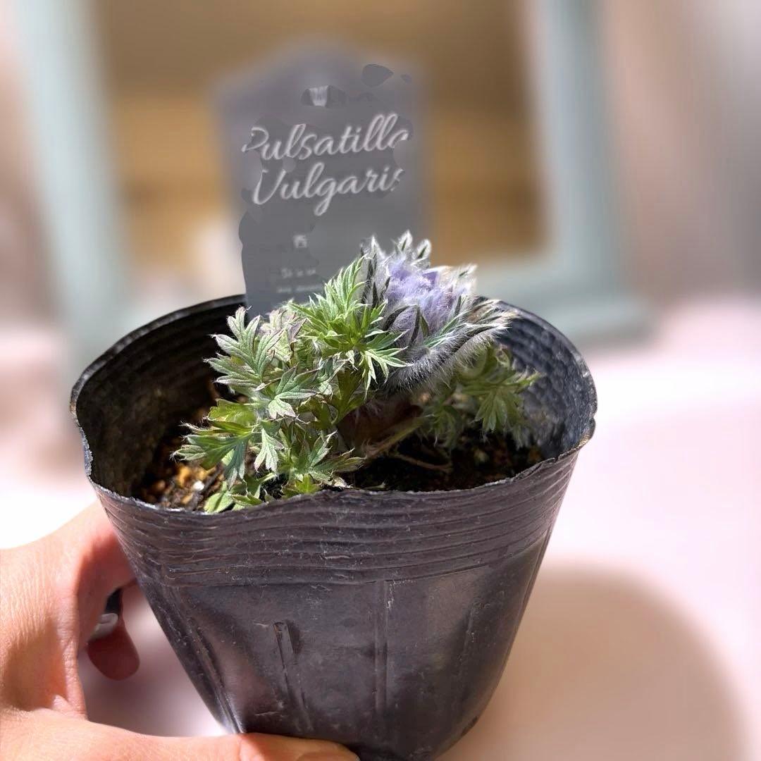 【山野草】西洋オキナグサ　パープル？　ポット苗《2/13》