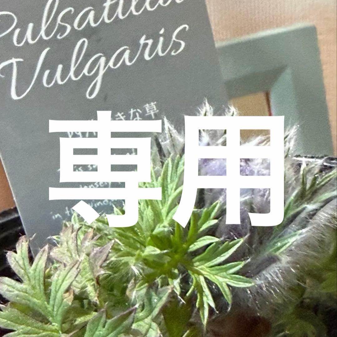 【山野草】西洋オキナグサ　パープル？　ポット苗《2/13》