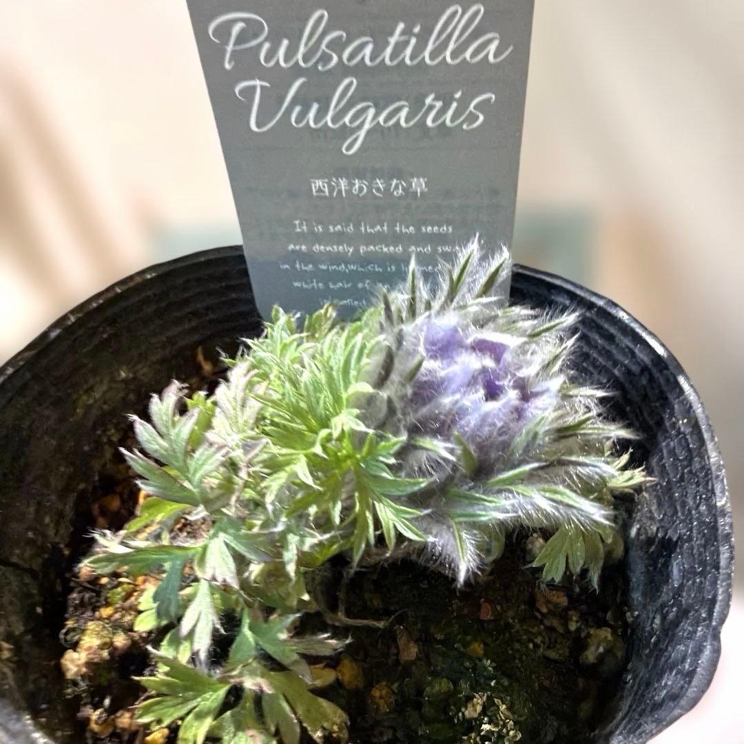 【山野草】西洋オキナグサ　パープル？　ポット苗《2/13》