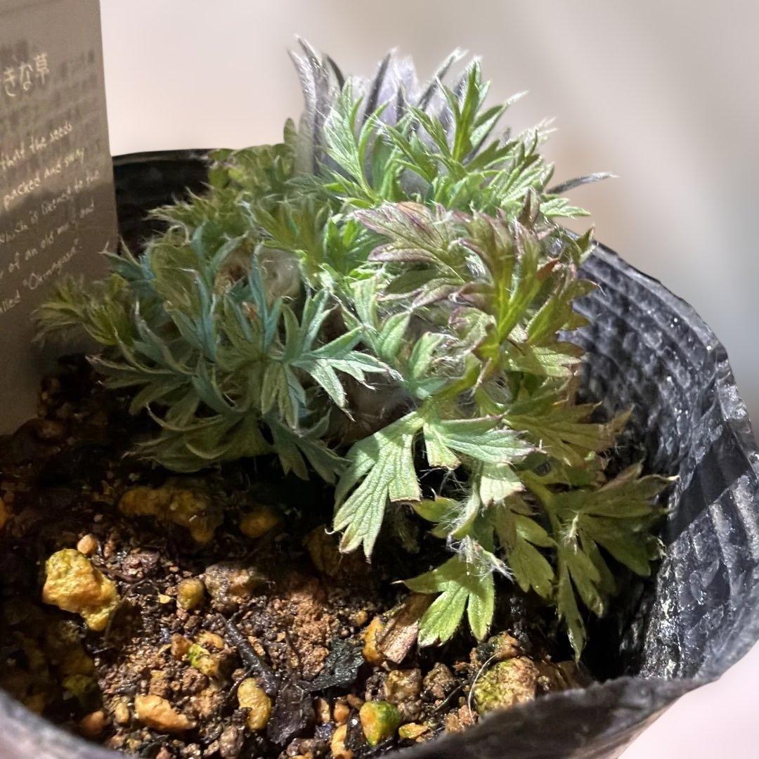 【山野草】西洋オキナグサ　パープル？　ポット苗《2/13》