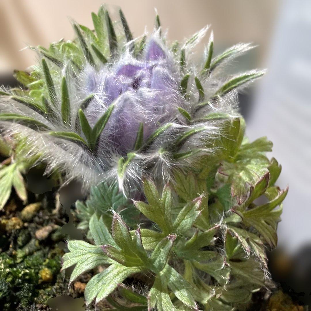 【山野草】西洋オキナグサ　パープル？　ポット苗《2/13》