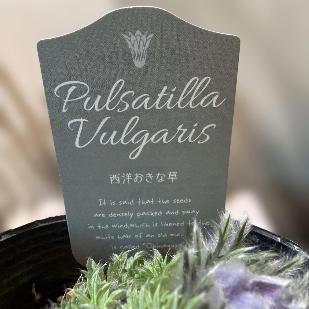 【山野草】西洋オキナグサ　パープル？　ポット苗《2/13》