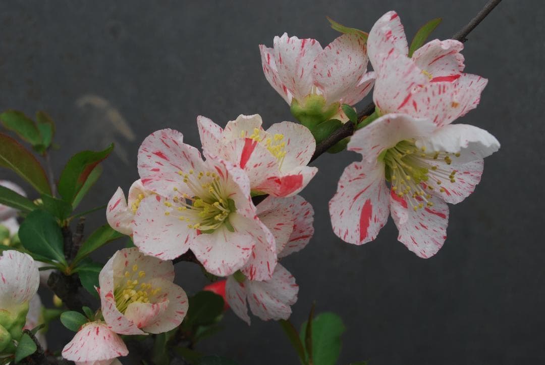 木瓜(ボケ)・放春花 越の翼 5寸(咲分け保証品)② - メルカリ