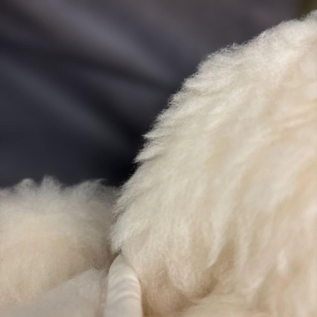 Woolstar 洗えるウール毛布 シングル オーストラリア産 未使用