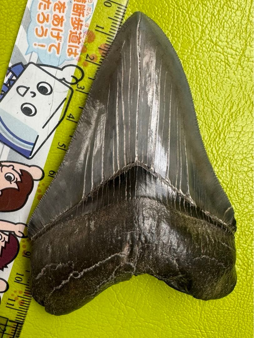 L*9様 【博物館級】宝石のような『メガロドン』の歯の化石