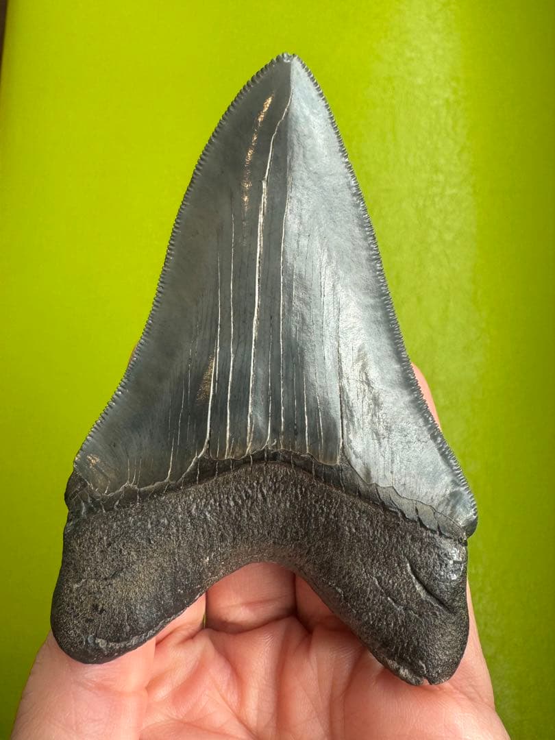 L*9様 【博物館級】宝石のような『メガロドン』の歯の化石