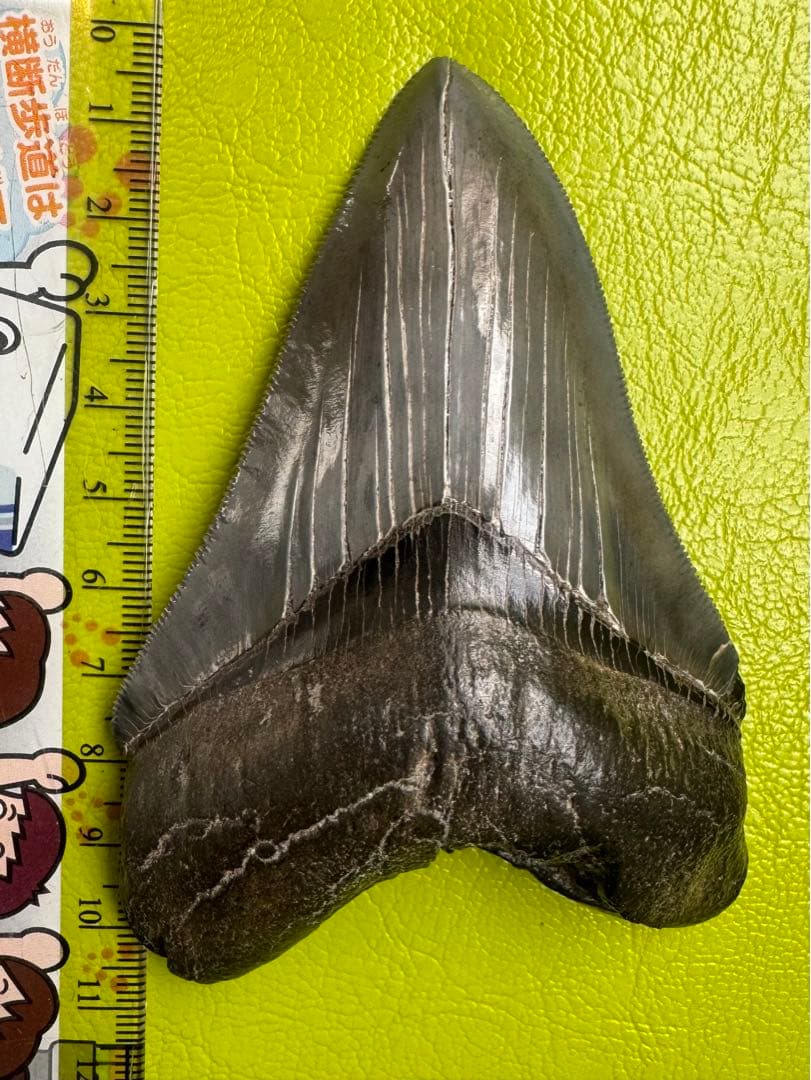 L*9様 【博物館級】宝石のような『メガロドン』の歯の化石