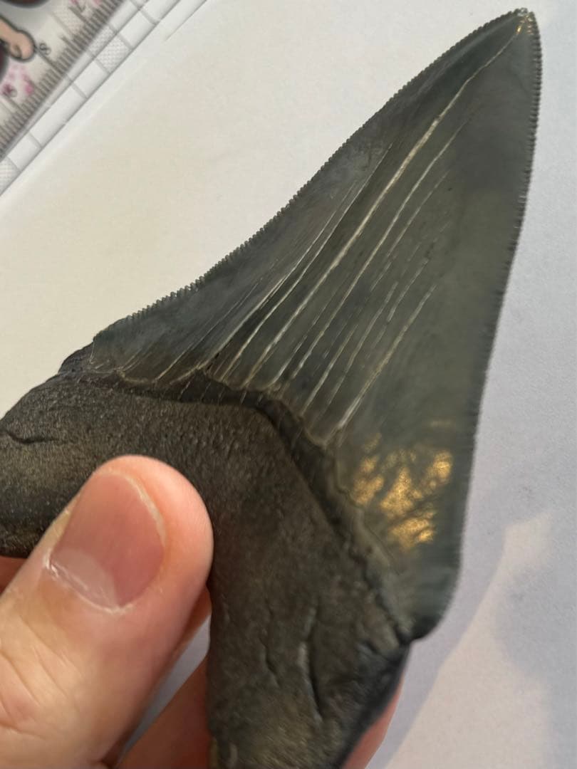 L*9様 【博物館級】宝石のような『メガロドン』の歯の化石