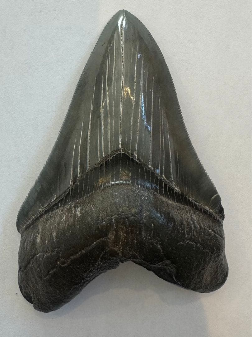 L*9様 【博物館級】宝石のような『メガロドン』の歯の化石