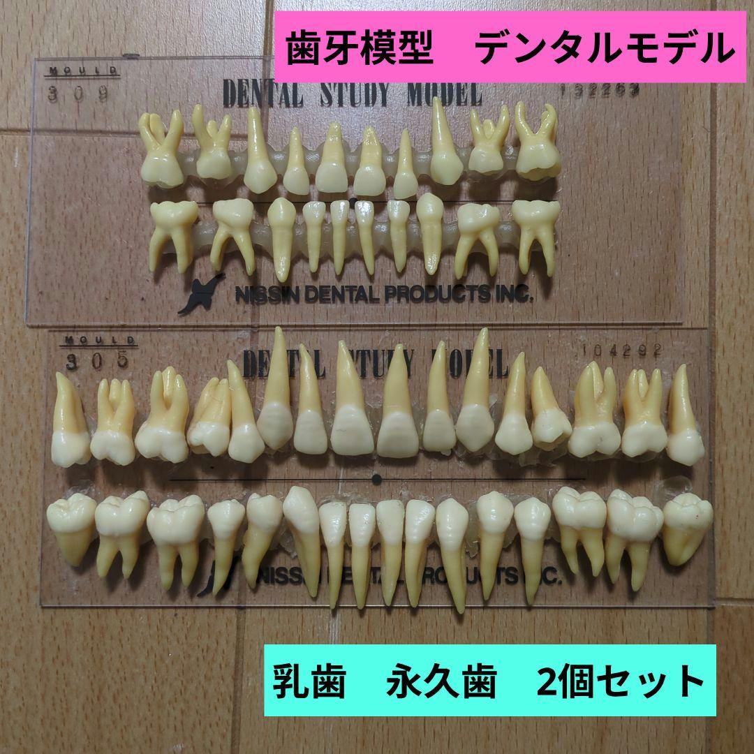 NISSIN 歯科模型 2セットデンタルモデル 乳歯 永久歯 歯牙 - メルカリ