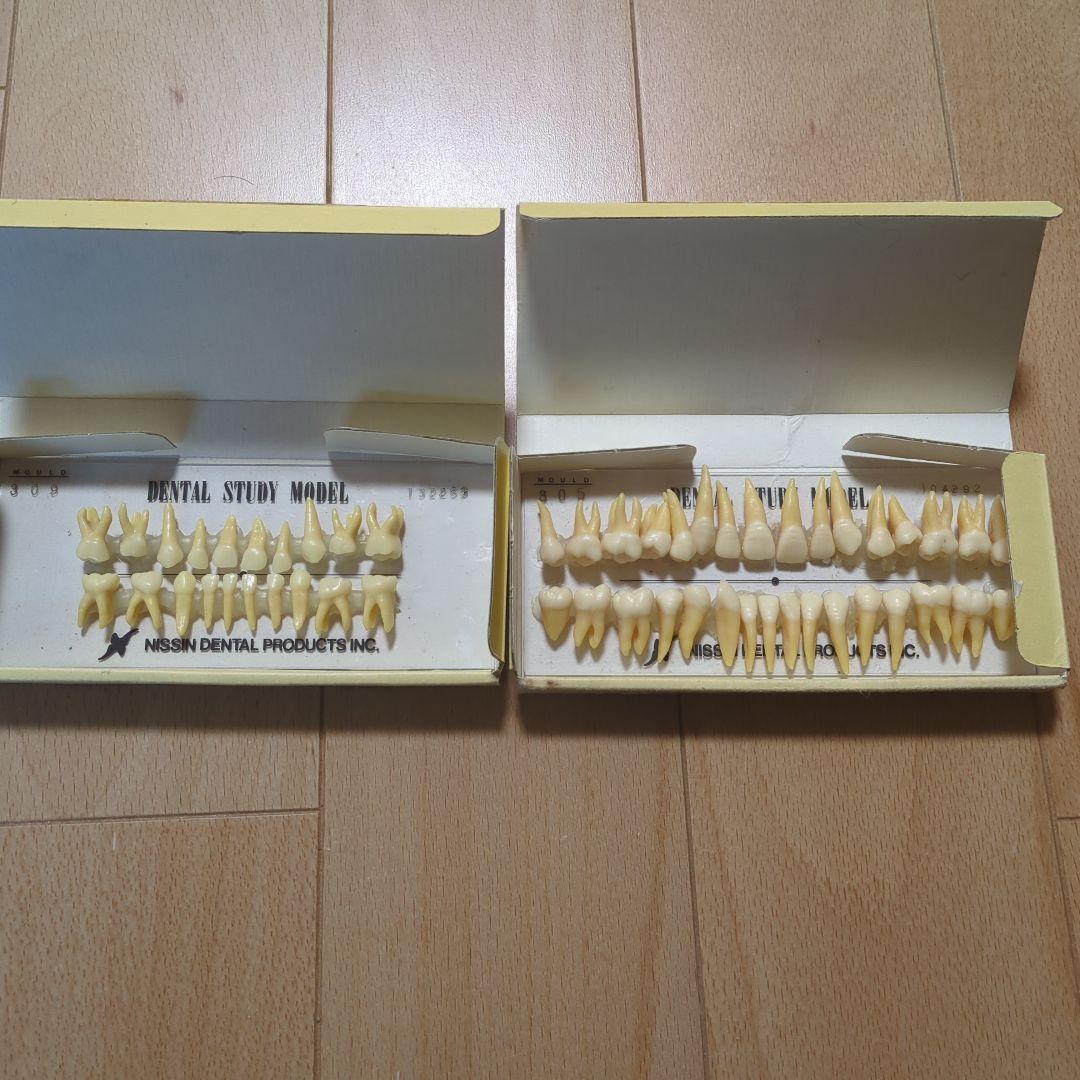 NISSIN 歯科模型 2セットデンタルモデル 乳歯 永久歯 歯牙 - メルカリ
