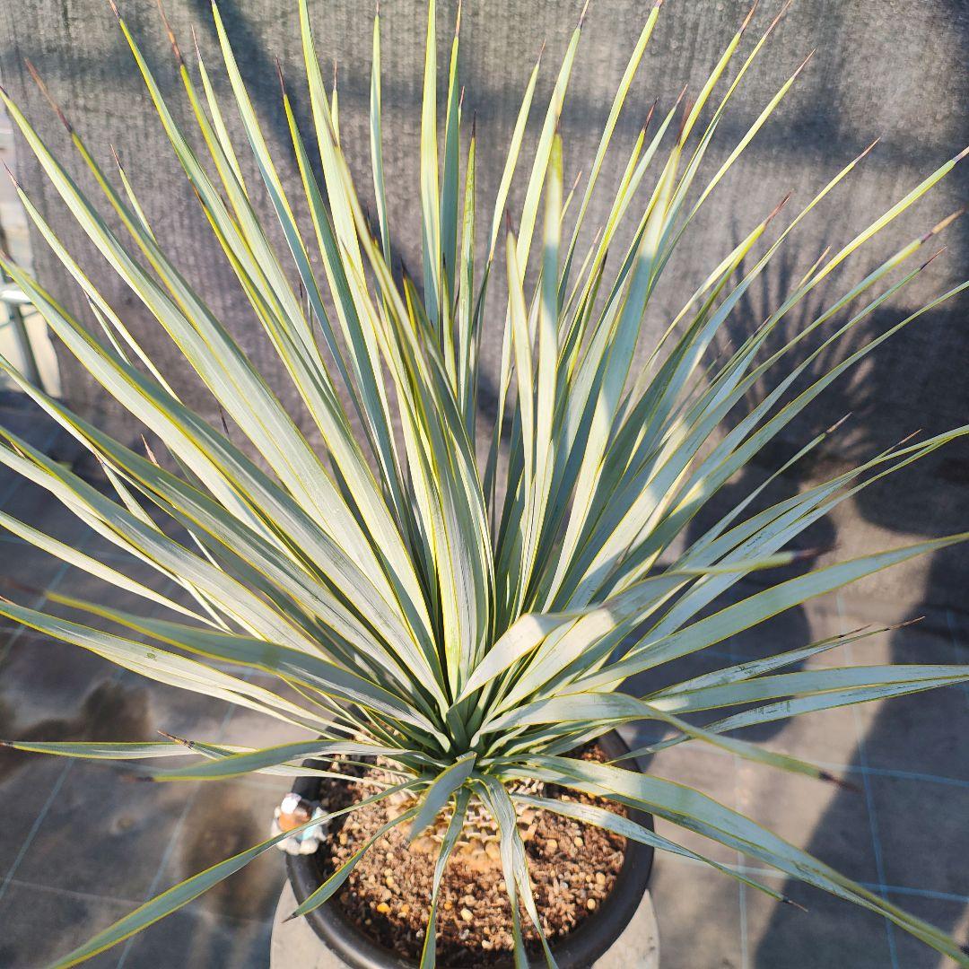 和*ん様 ユッカ ロストラータ Hybrid No.1