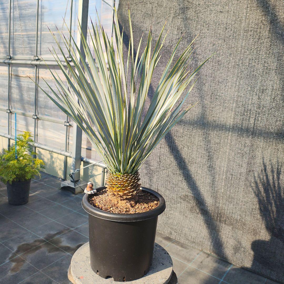 和*ん様 ユッカ ロストラータ Hybrid No.1