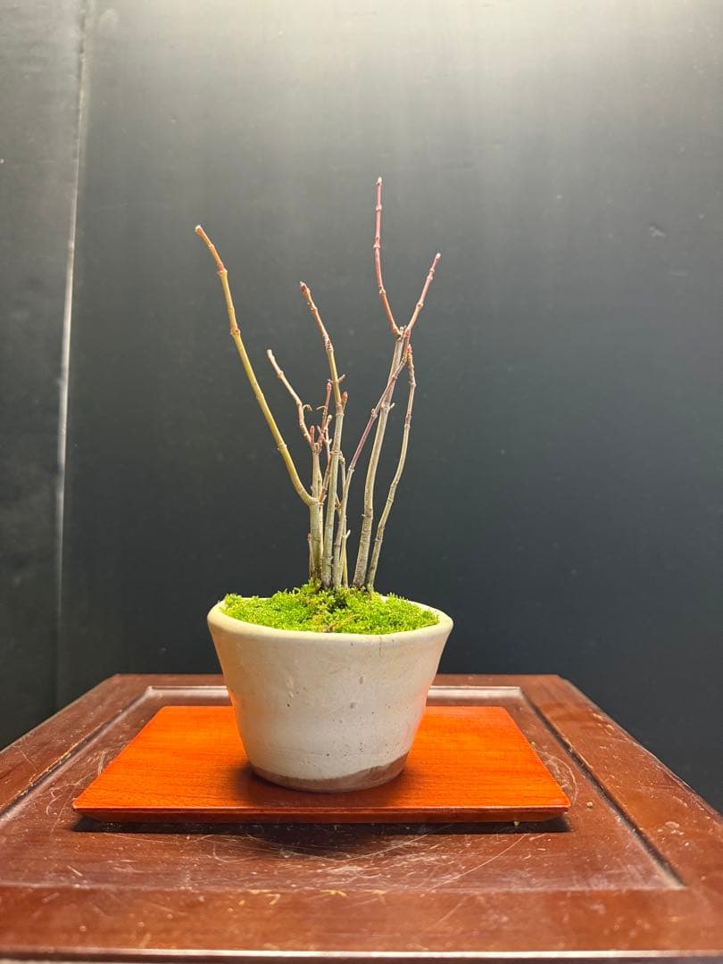特別オークションミニ盆栽3鉢セット 黒松真柏紅葉 - メルカリ