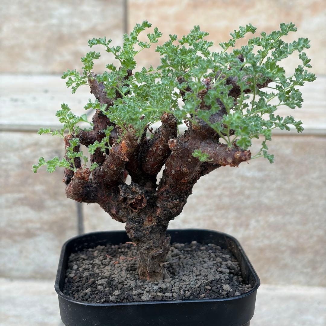 セール】ペラルゴニウム アルテルナンス 3号鉢 No.004 鉢、送料込