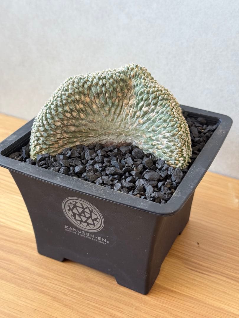 ストロンボカクタス 菊水 国内実生 綴化