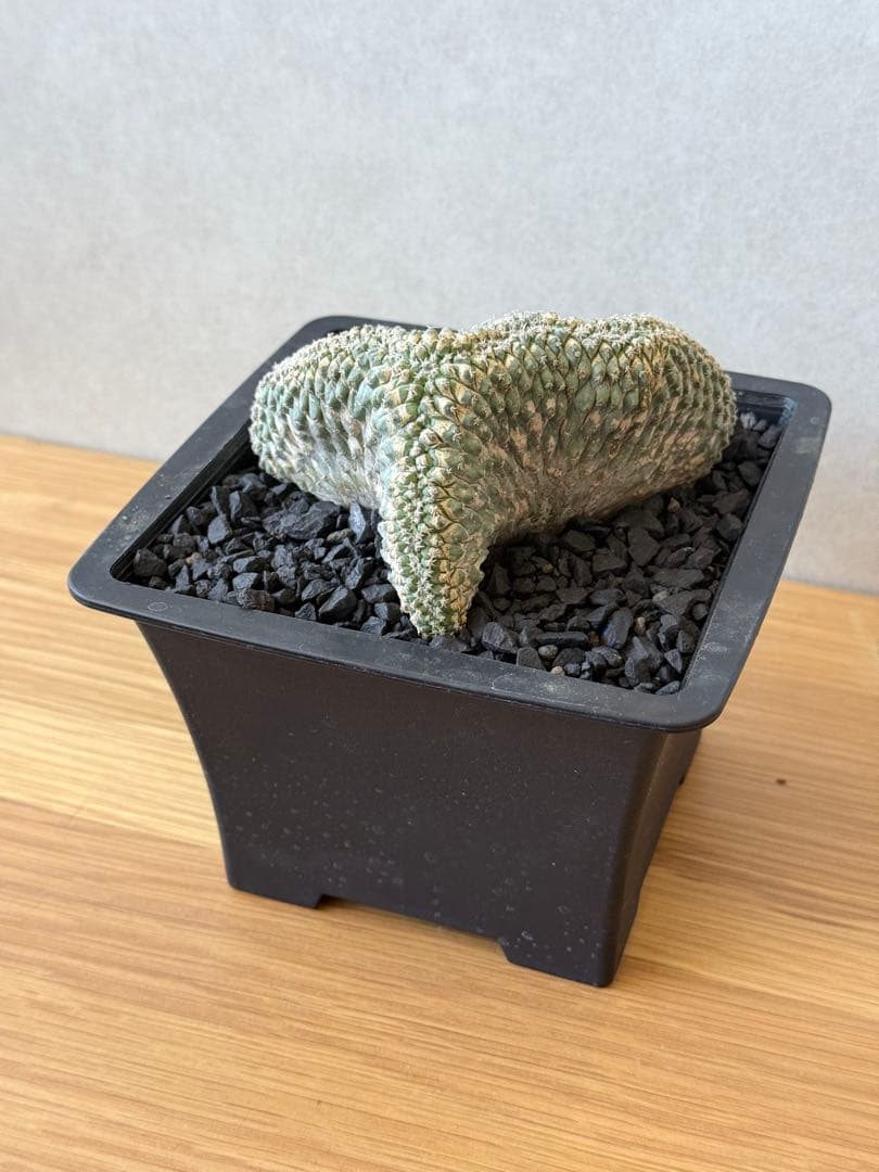 ストロンボカクタス 菊水 国内実生 綴化