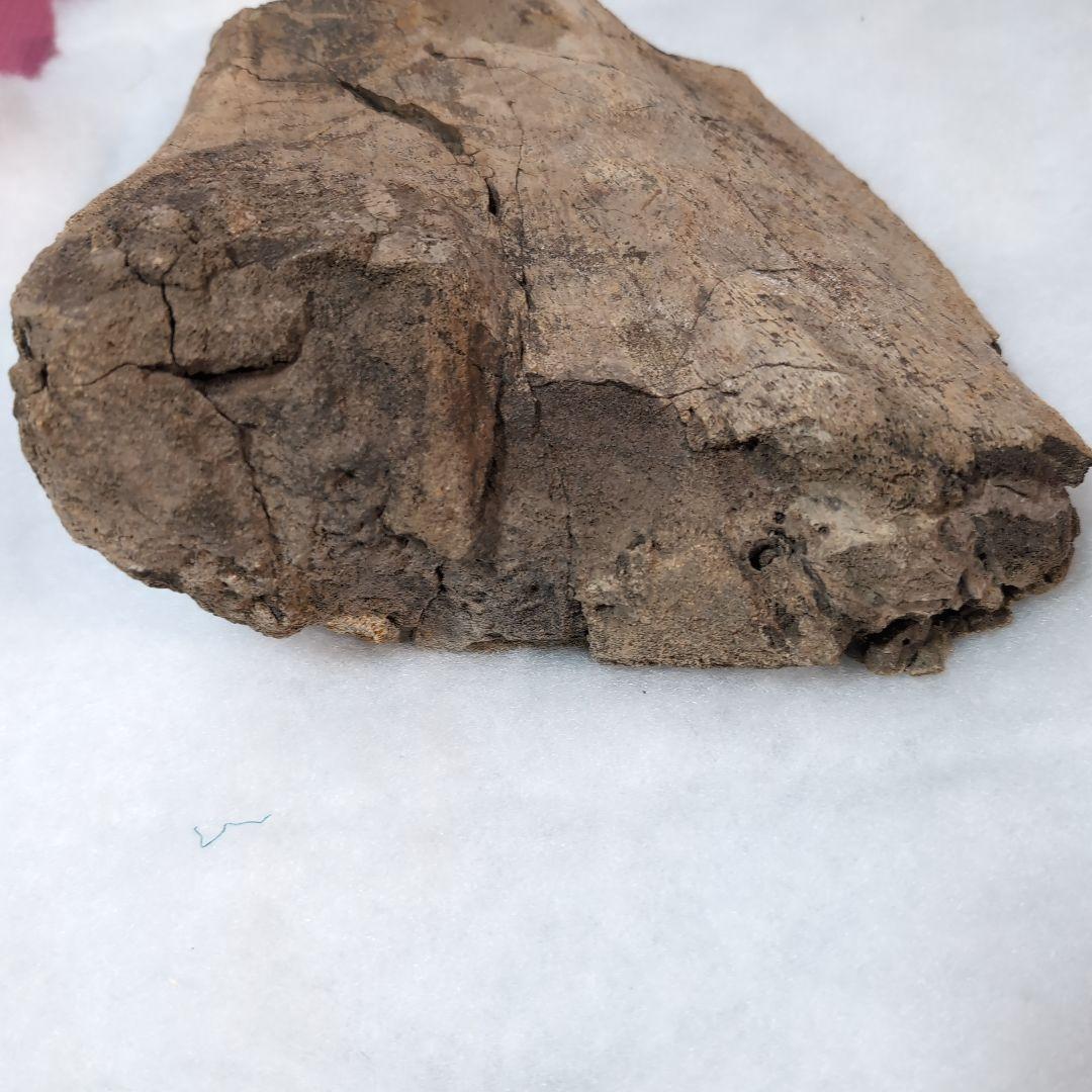 本物特大 博物館級 恐竜 ハドロサウルスの脛骨 化石 モンタナ ネーム