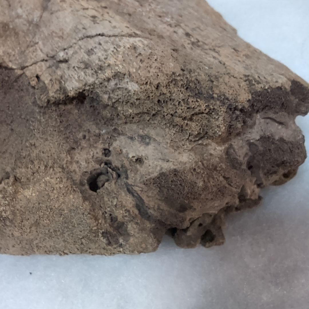 本物特大 博物館級 恐竜 ハドロサウルスの脛骨 化石 モンタナ ネーム