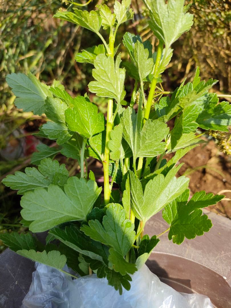 スグリ　挿木枝　約20cm　５本