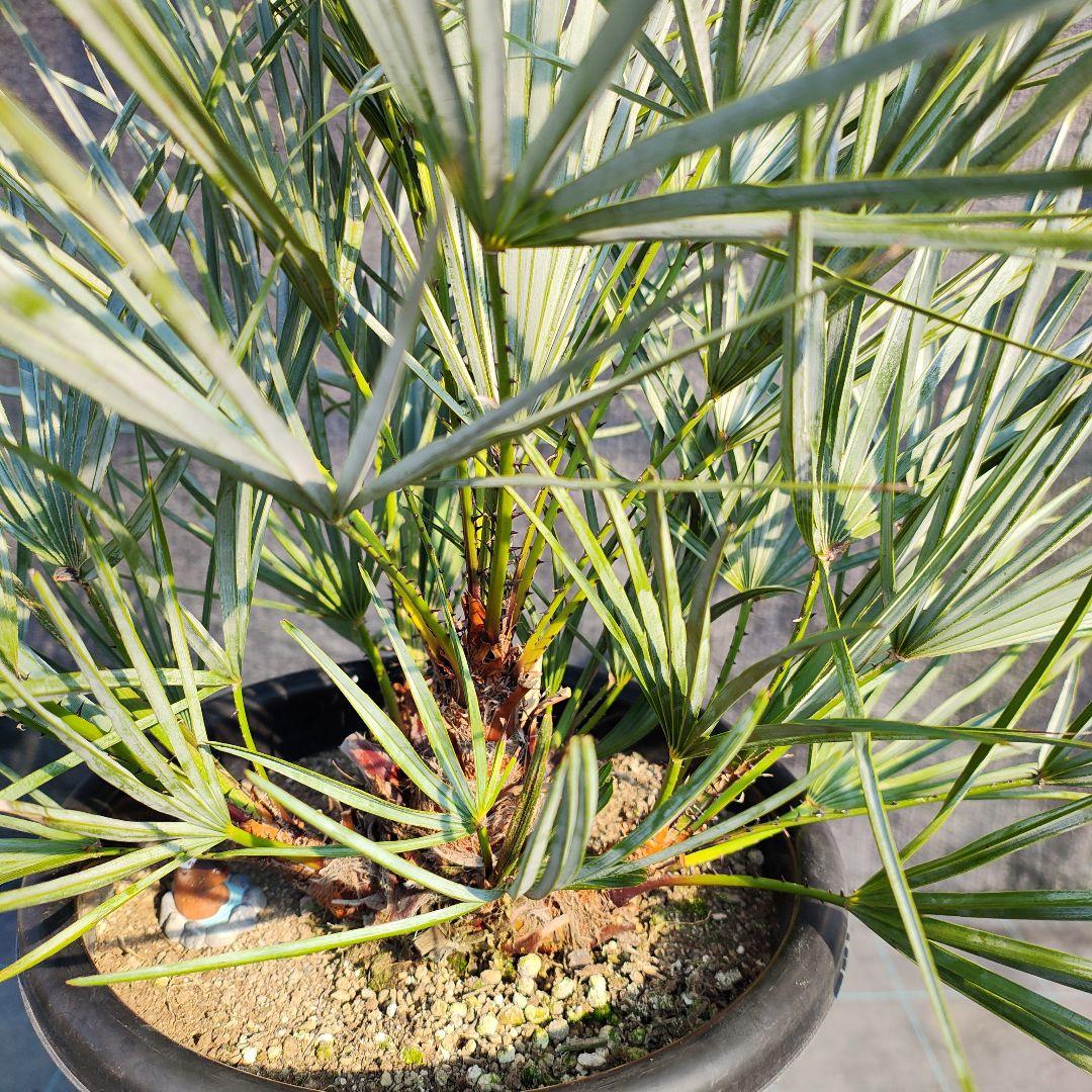 チャメロプス　フミリスセリフェラ