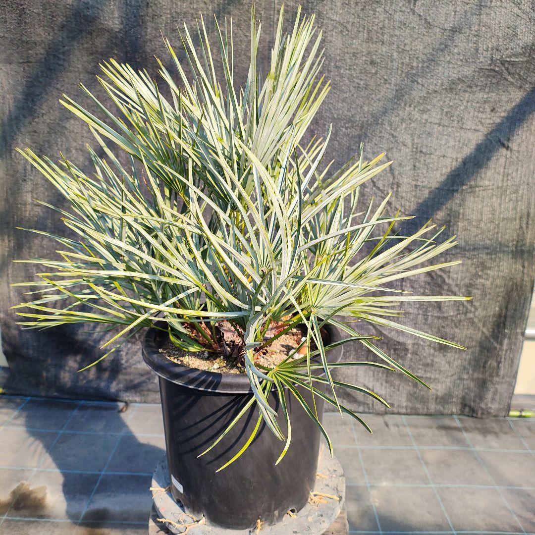 チャメロプス　フミリスセリフェラ