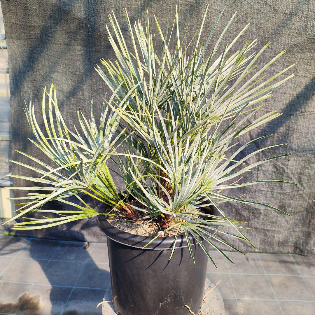 チャメロプス　フミリスセリフェラ