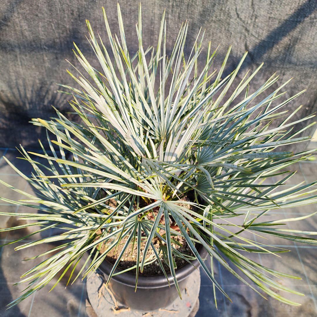 チャメロプス　フミリスセリフェラ