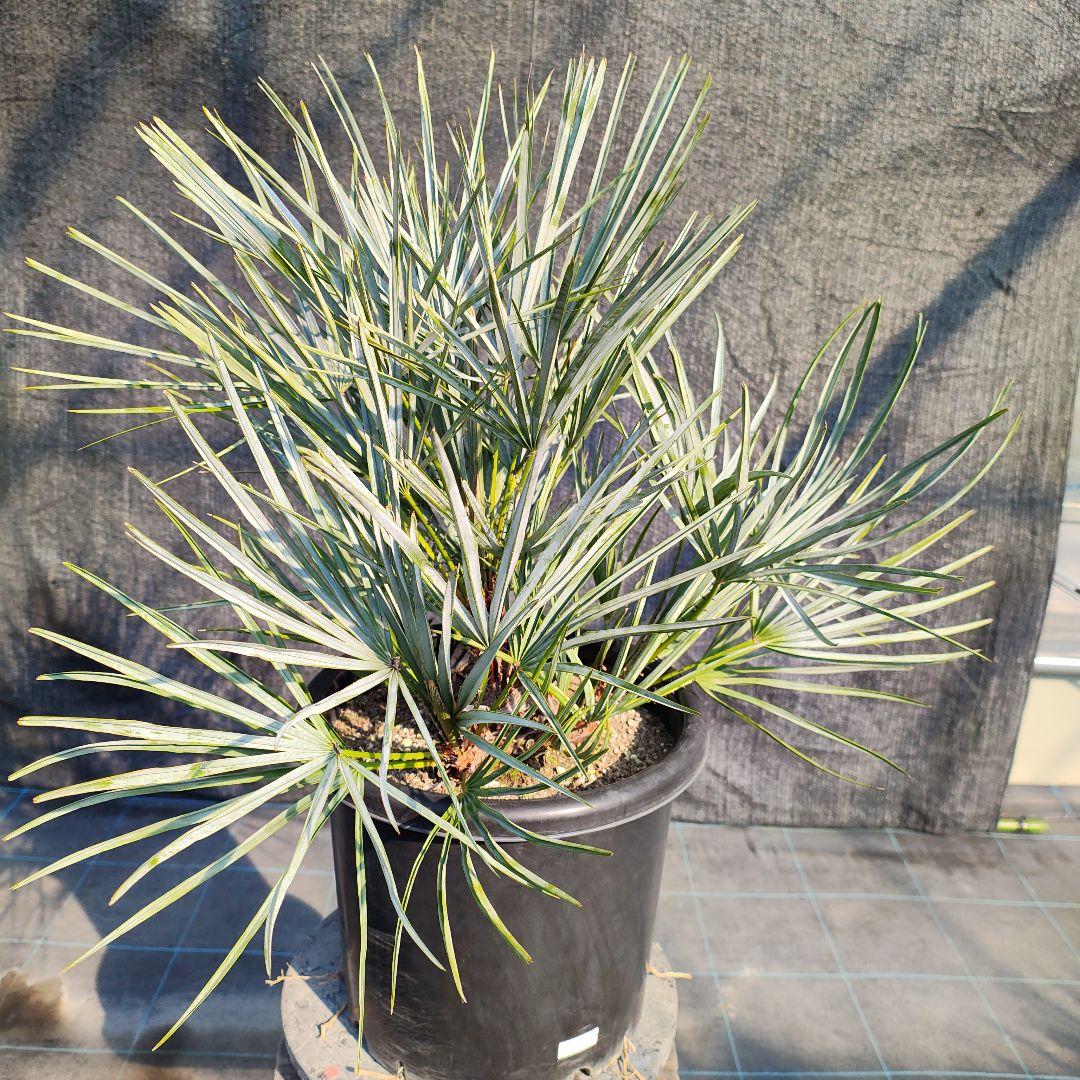 チャメロプス　フミリスセリフェラ