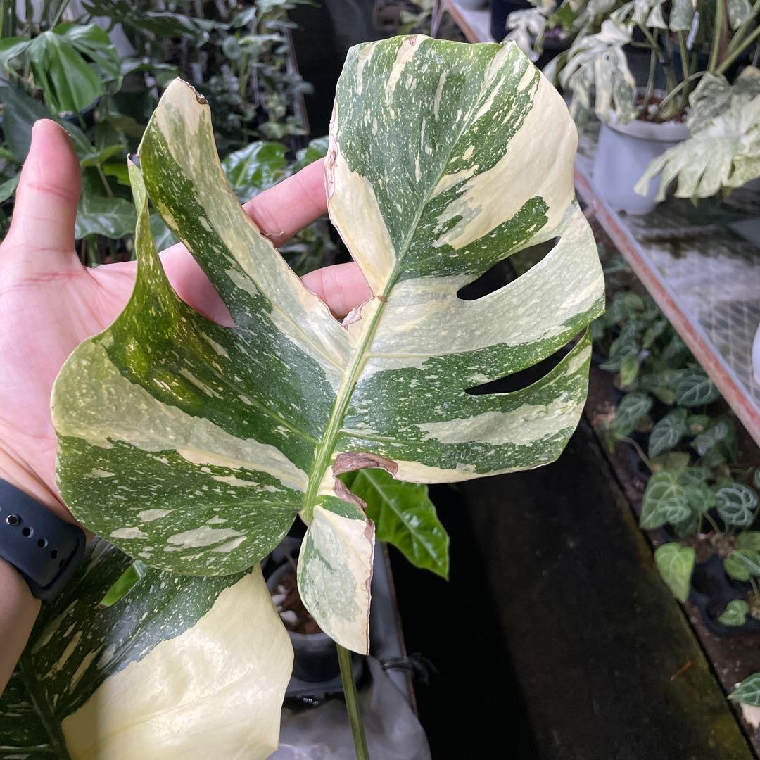 根っこバチバチ　モンステラ　クリームブリュレ　鉢17㎝サイズ