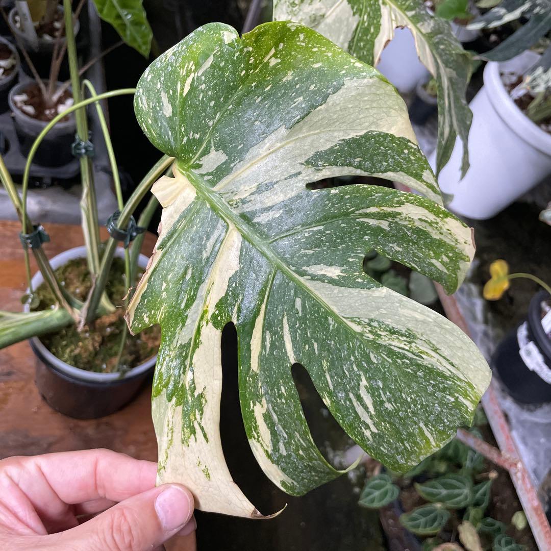 根っこバチバチ　モンステラ　クリームブリュレ　鉢17㎝サイズ