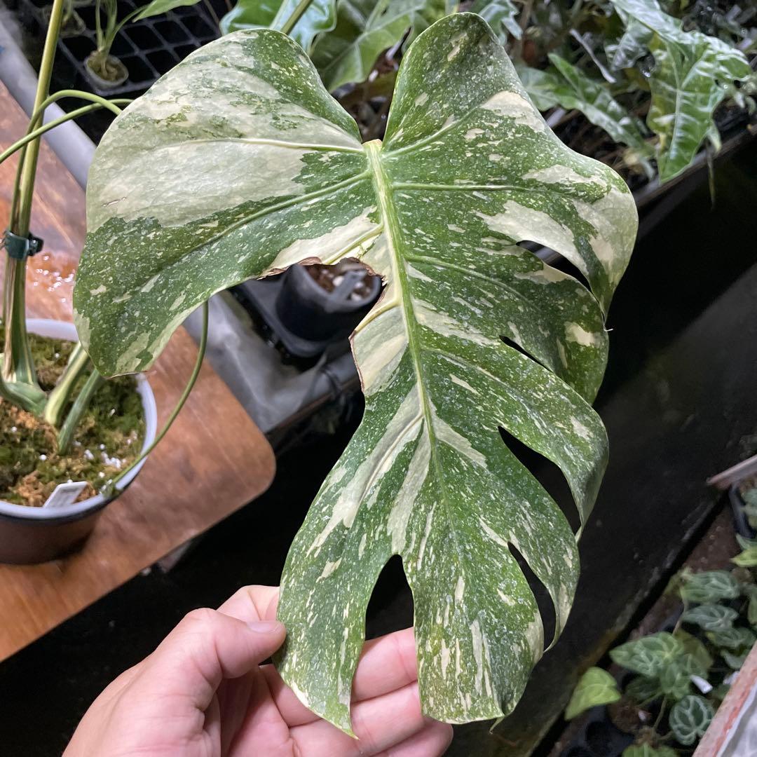 根っこバチバチ　モンステラ　クリームブリュレ　鉢17㎝サイズ