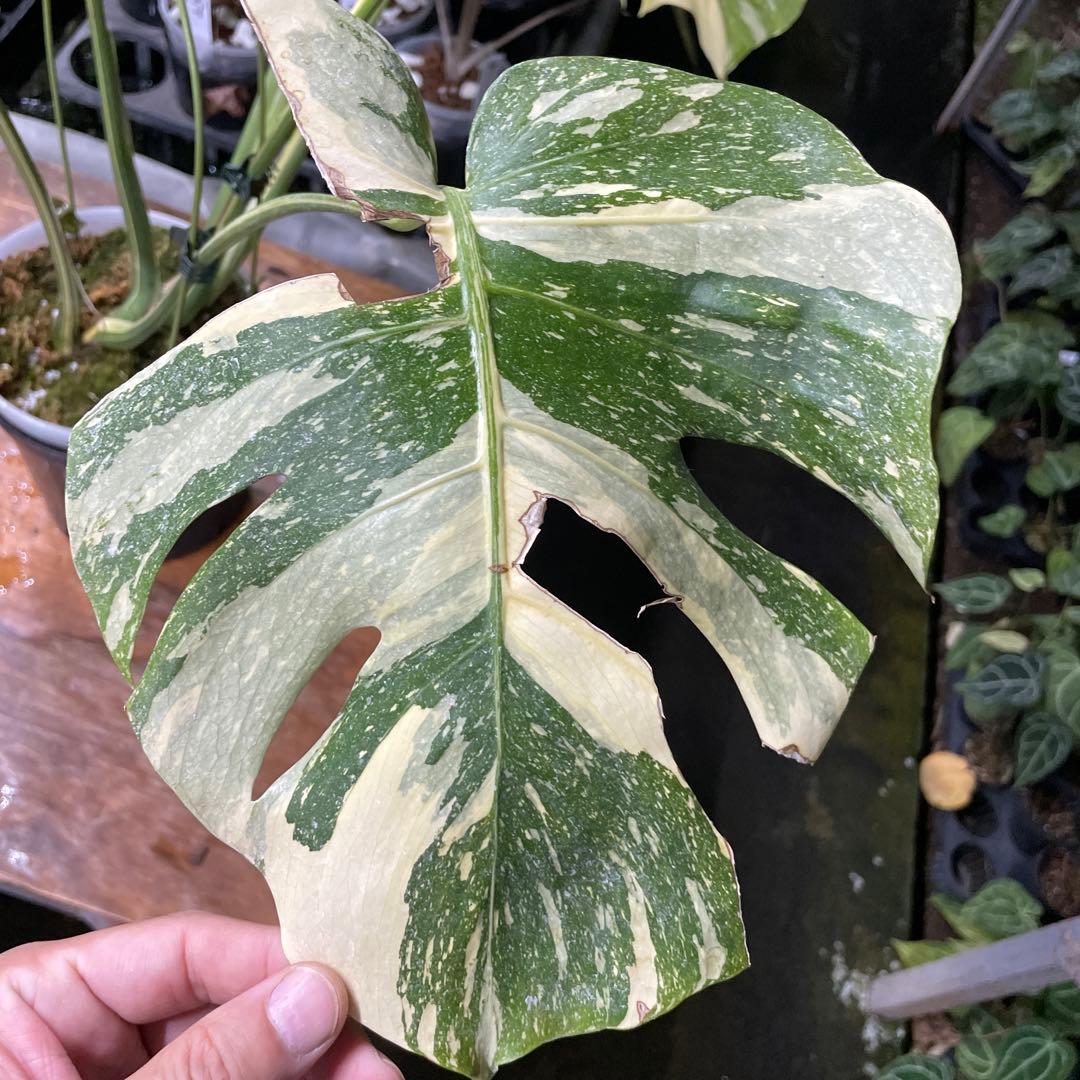 根っこバチバチ　モンステラ　クリームブリュレ　鉢17㎝サイズ