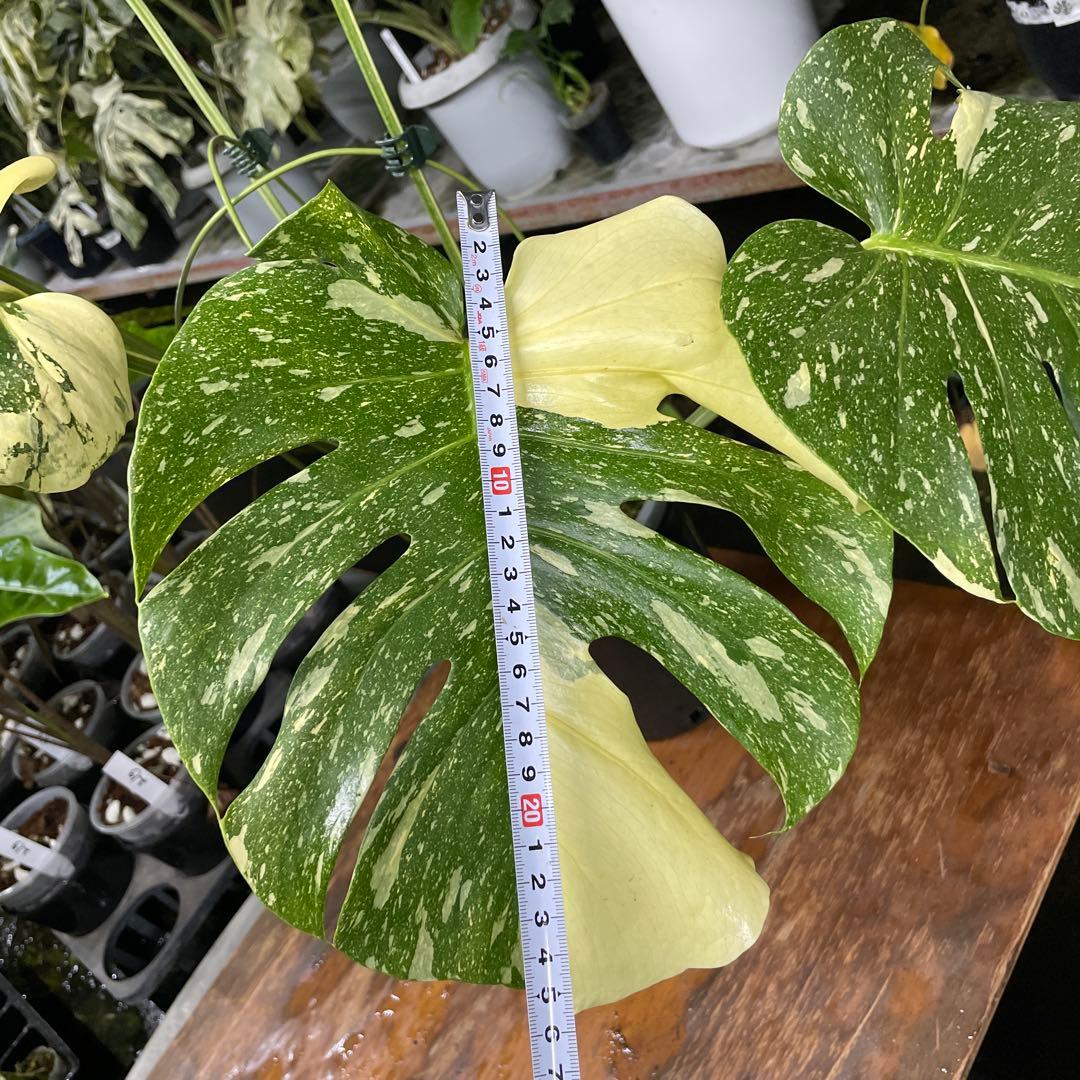 根っこバチバチ　モンステラ　クリームブリュレ　鉢17㎝サイズ