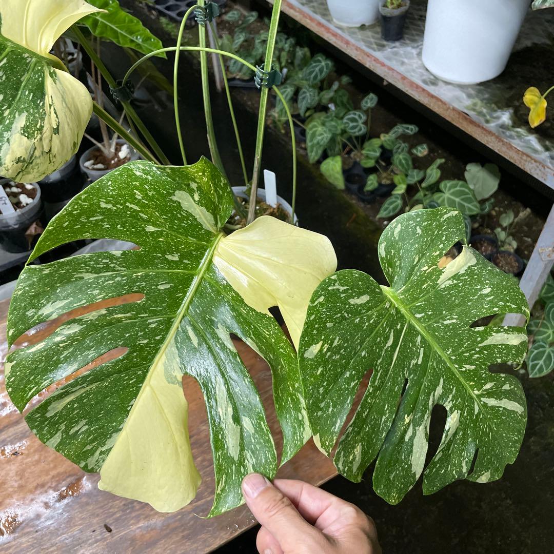 根っこバチバチ　モンステラ　クリームブリュレ　鉢17㎝サイズ