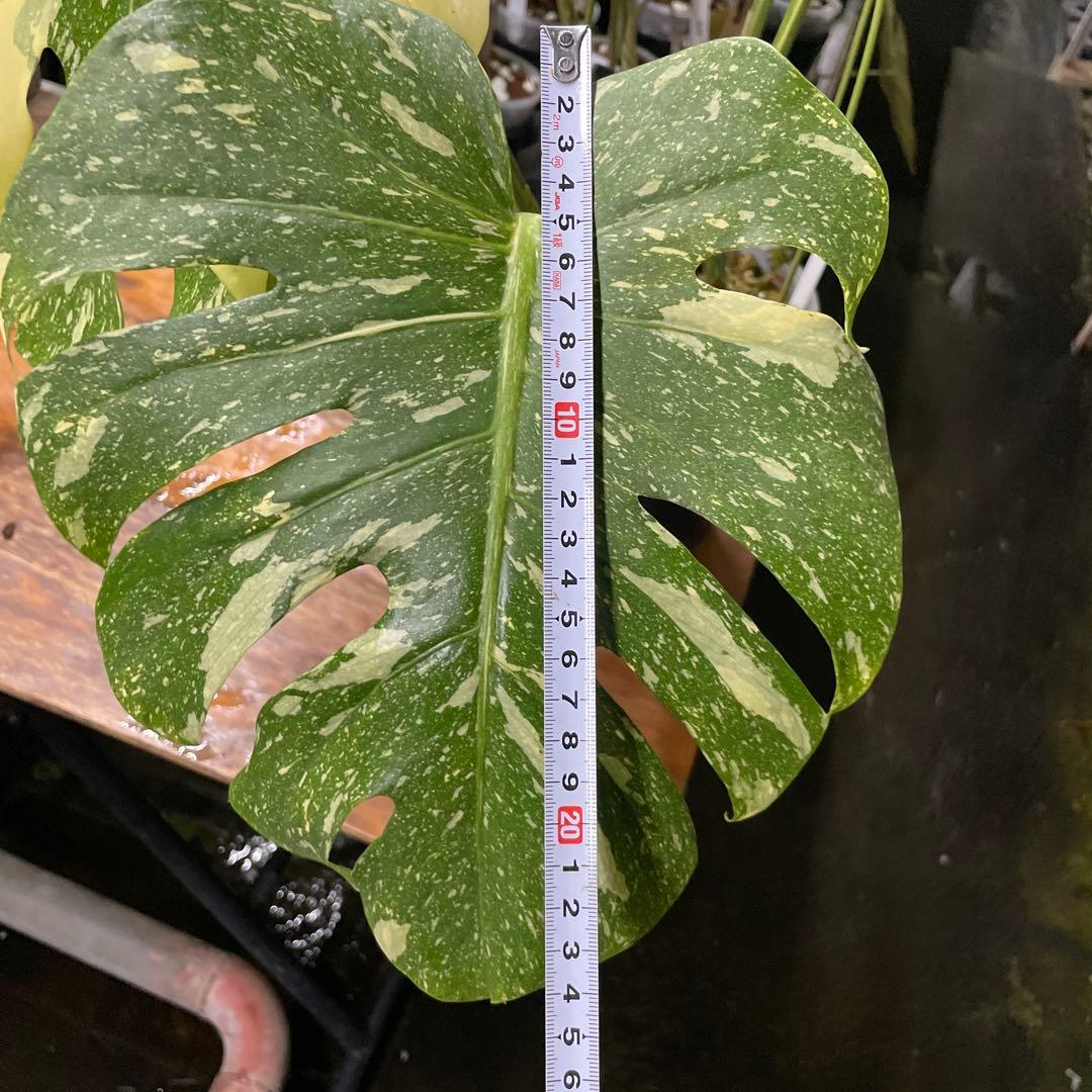 根っこバチバチ　モンステラ　クリームブリュレ　鉢17㎝サイズ